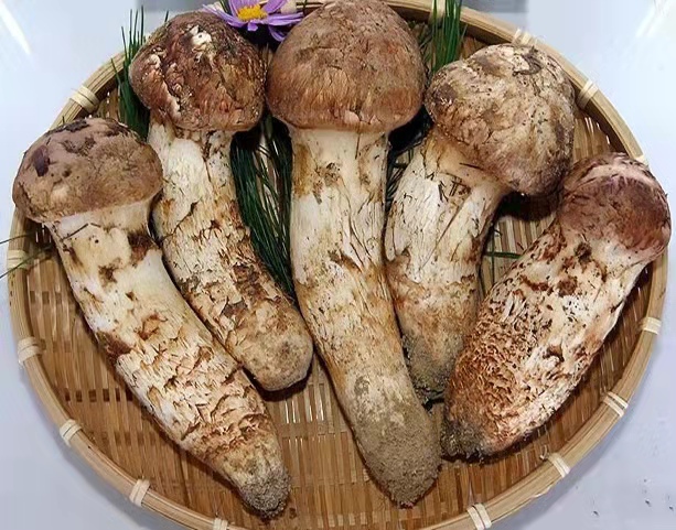 长白山野生松茸